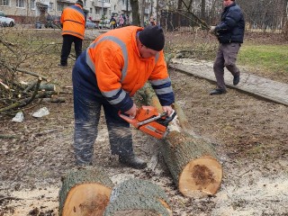 Возле остановки «Термоприбор» спилили аварийное дерево