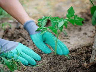Психолог из Клина объяснил, почему сажать растения нужно с улыбкой