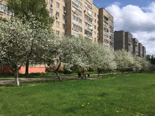 В Черноголовке возродят яблоневую аллею