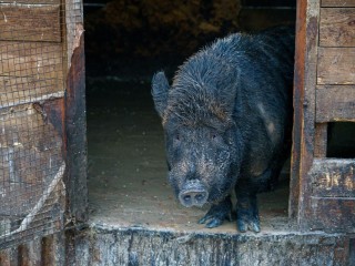 Госветслужба с начала года провела почти 10 тыс. исследований на африканскую чуму свиней