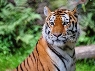 Тигренка, которого судом забрали у горе-хозяев, спасают в парке-приюте под Клином