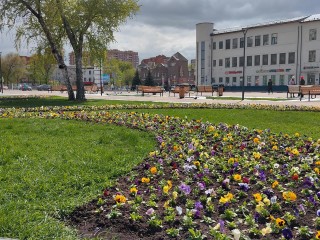 На площади Ленина в Щелкове высадили тысячи саженцев виол