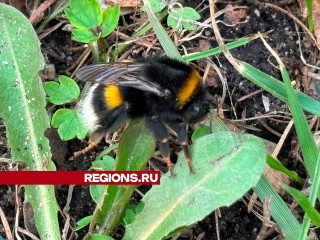 «Пьяных» шмелей заметили в Звенигороде