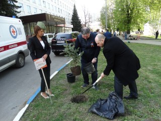 В Раменском медики посадили 12 елей в память о врачах-фронтовиках