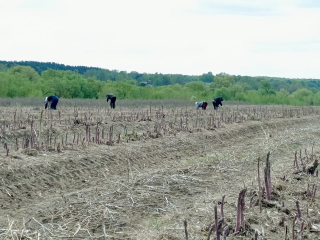 Первый урожай спаржи нового сезона собрали в Озерах