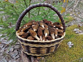 Какие грибы первыми попали в корзинки «охотников» вблизи Сергиева Посада