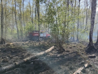 Лесной пожар потушили рядом с поселком Северка