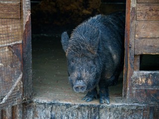 У поселка Глебовский местные жители заметили дикого кабана