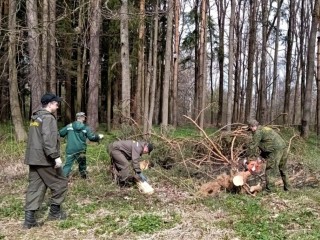 В Лотошинском округе лесничие очистили от мусора участок леса