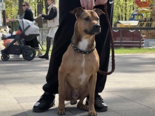 В Раменском собак чипировали прямо в парке