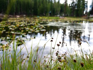 В Одинцове расчистят дно реки Ликова после обращения жителей