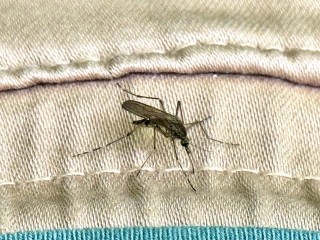 Ждать ли звенигородцам нашествия комаров в мае
