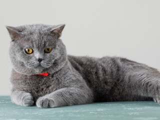 Жители Клина ищут хозяев упитанной кошки, которая прибилась к поликлинике