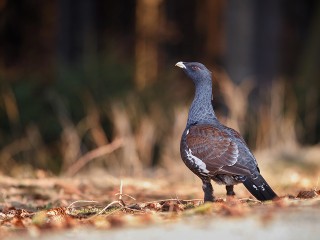Самку глухаря засняли очевидцы в Шатуре