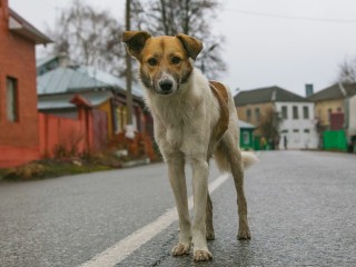 Бездомных собак в 5-м микрорайоне отловят до 30 апреля