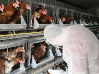 В пик миграции пернатых в Подмосковье усилен контроль за птичьим гриппом