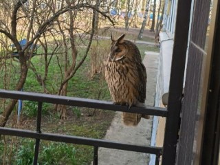 Ушастая сова заняла очередь в салон красоты в Воскресенске