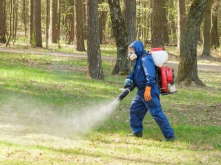 Лесопарк «Волкуша» обработали от клещей и комаров