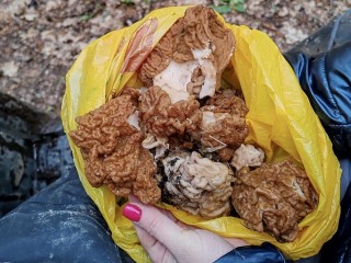 В наукограде появились сморчки и строчки: жители рассказали, где их собрать и как приготовить