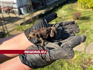 Жабы Солнечногорска очнулись от спячки и устроили игры с собаками