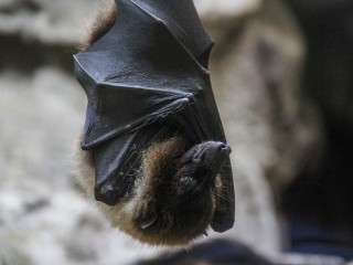 Летучая мышь поселилась в одной из многоэтажек Клина