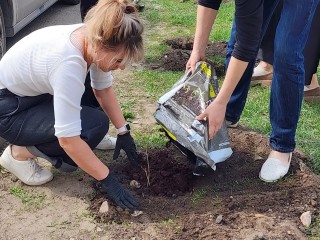 Сирень в честь 80-летия Победы высадили рядом с Глуховским парком в Ногинске