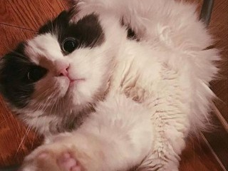 Кот Крепыш отметил новоселье в ЖК Балашихи