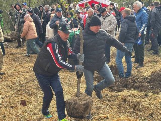 Аллею каштанов в честь 80-летия Победы высадили в Городском парке