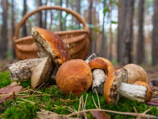 В лесах Шатуры появились первые грибы