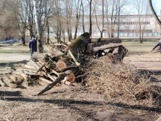 В деревне Давыдово коммунальщики опилили сухие деревья