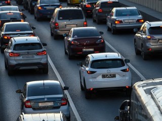 Собак, перебегающих Новорязанское шоссе, сбивают автомобили