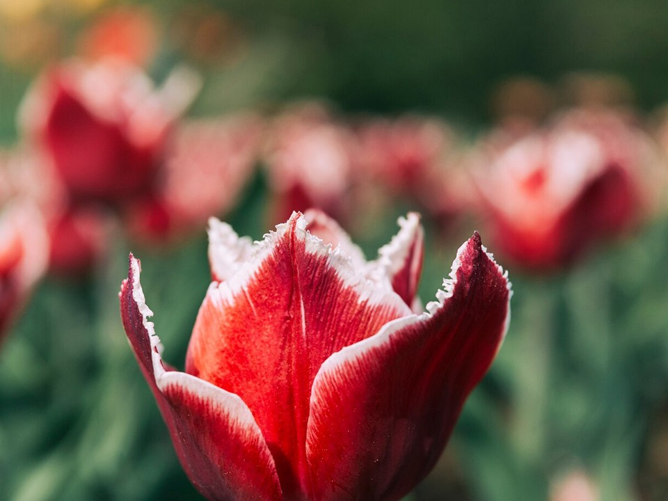 Заморозков в Лосино-Петровском не ожидается