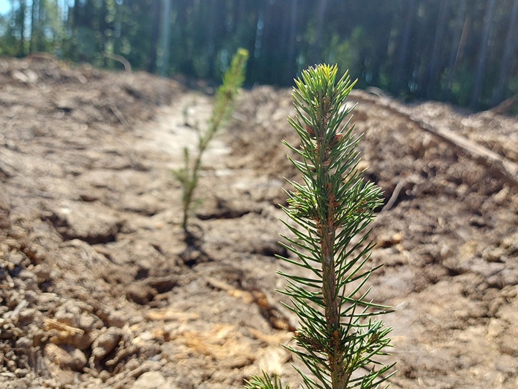 В лесах Шатуры высадили 20 тыс. саженцев сосны