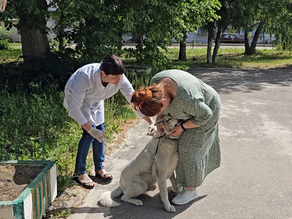 Бесплатная вакцинация домашних животных от бешенства охватит еще 4 села и деревни Луховиц
