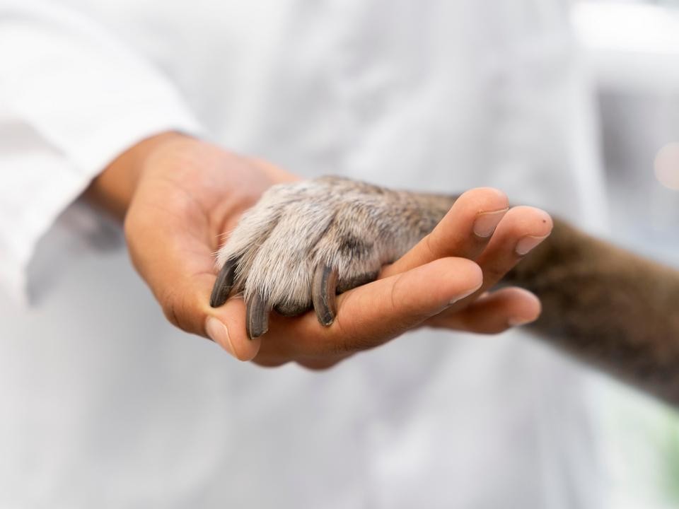 Ветеринары Луховиц бесплатно вакцинируют животных, которых хозяева приведут в парк