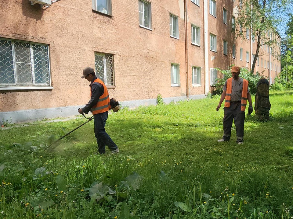 Заросли травы больше не мешают родителям в Пушкино наблюдать за играющими детьми