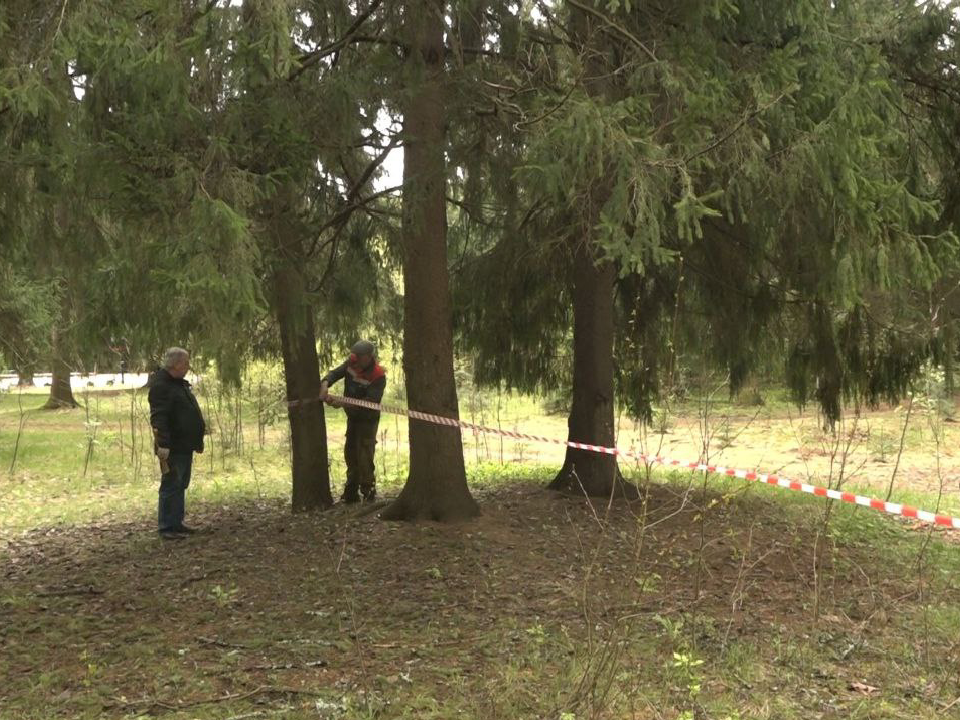 Высаженные в Дубне на День Победы молодые деревья защитили от повреждений