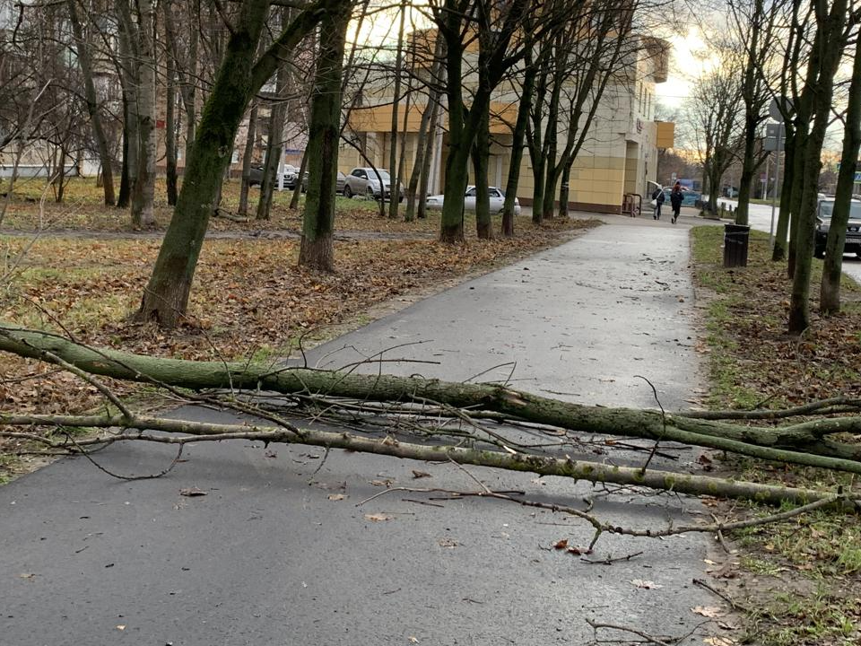Коммунальные службы Электростали устраняют последствия майского снегопада