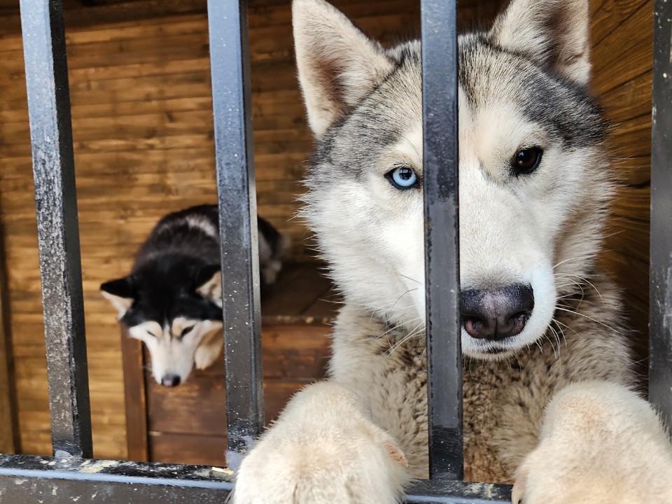 Почти 400 хаски с трудной судьбой ищут своих людей в Истре