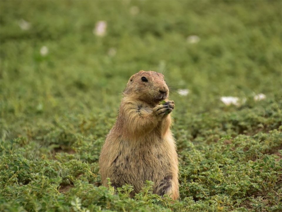 Любопытный сурок из Лосино-Петровского стал звездой соцсетей