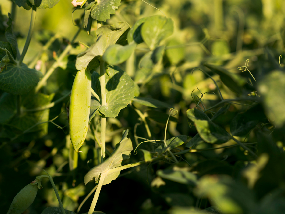 Горох будет быстро расти, если высадить рассаду в эти дни