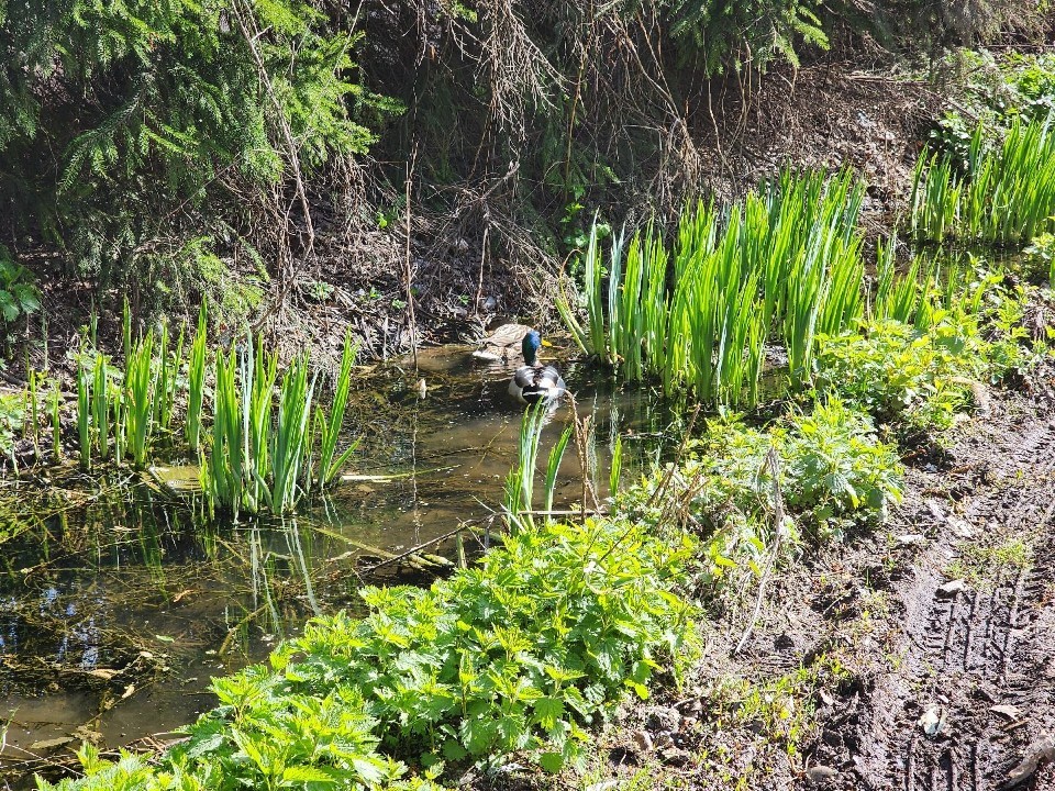 Утиный бэби-бум готовится устроить пара пернатых в районе Семхоза