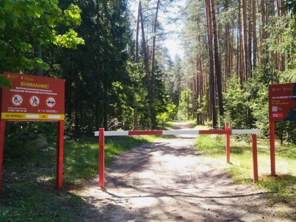 В Подмосковье ограничили посещение лесов