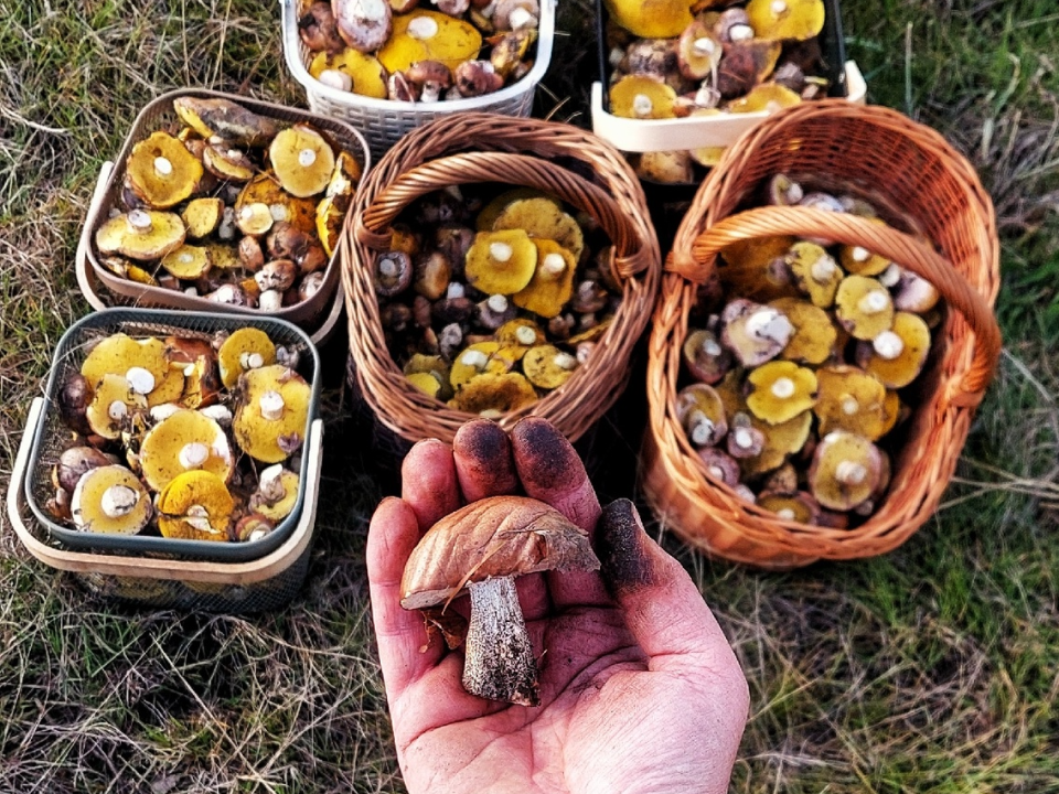 В Подмосковье грибник среди десятков маслят нашел первого подберезовика