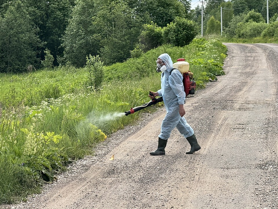 Более 140 га в Шатуре обработают от борщевика