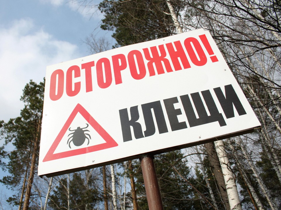 Укусы незаметны, а риск велик: почему нельзя игнорировать клещей