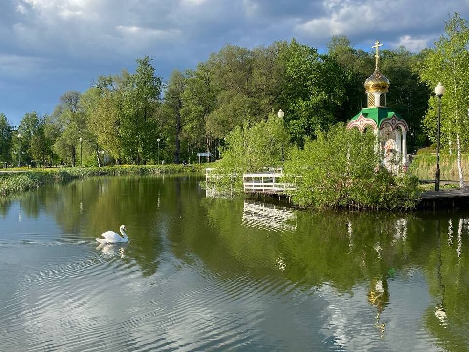 Белоснежный лебедь Гудвин поселился в Демьяново