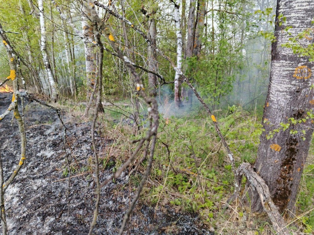 Опубликован прогноз пожарной опасности в лесах Подмосковья на 8–10 мая