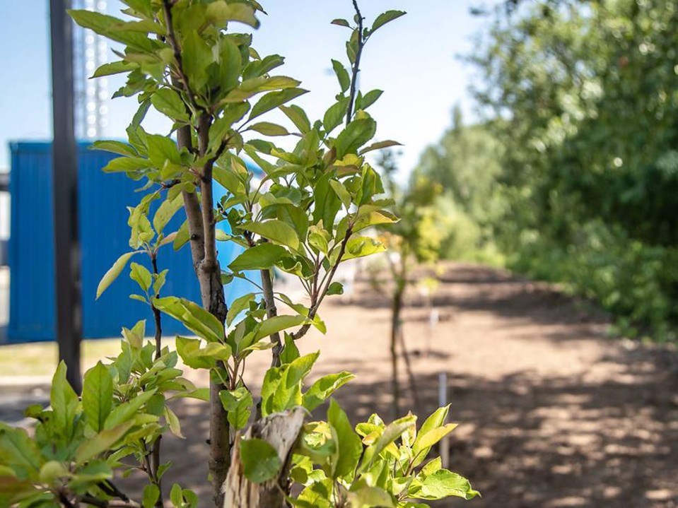 В Одинцове жители высадят несколько десятков кленов и яблонь в городском парке