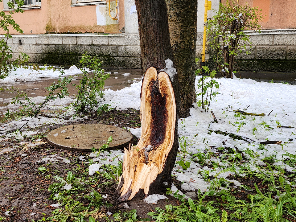 В Королеве начали убирать поваленные деревья